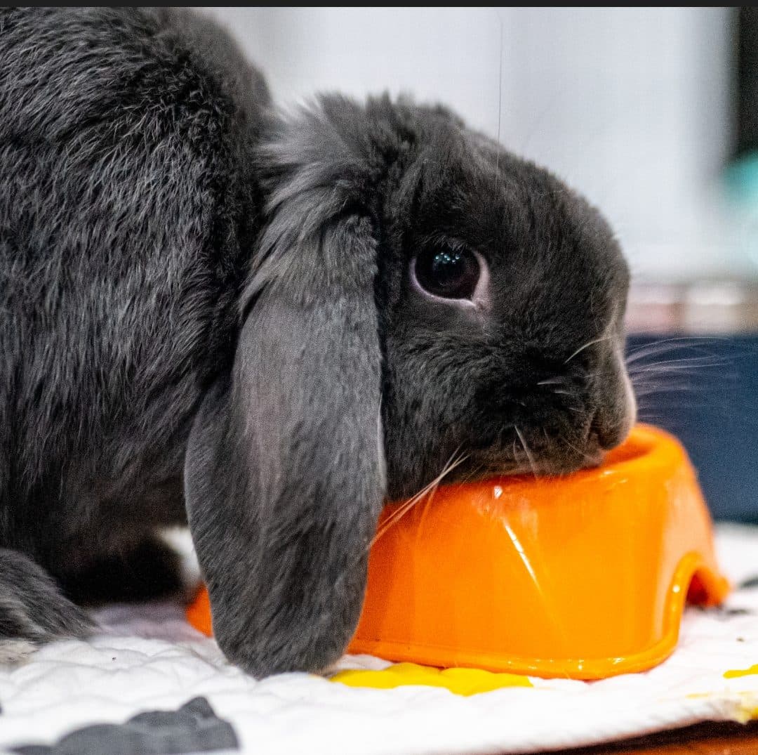 Mochi eating from an orange bowl