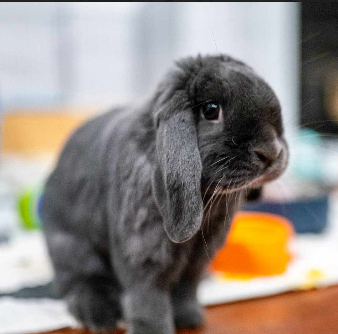 Mochi sitting up, ears down, looking at the camera