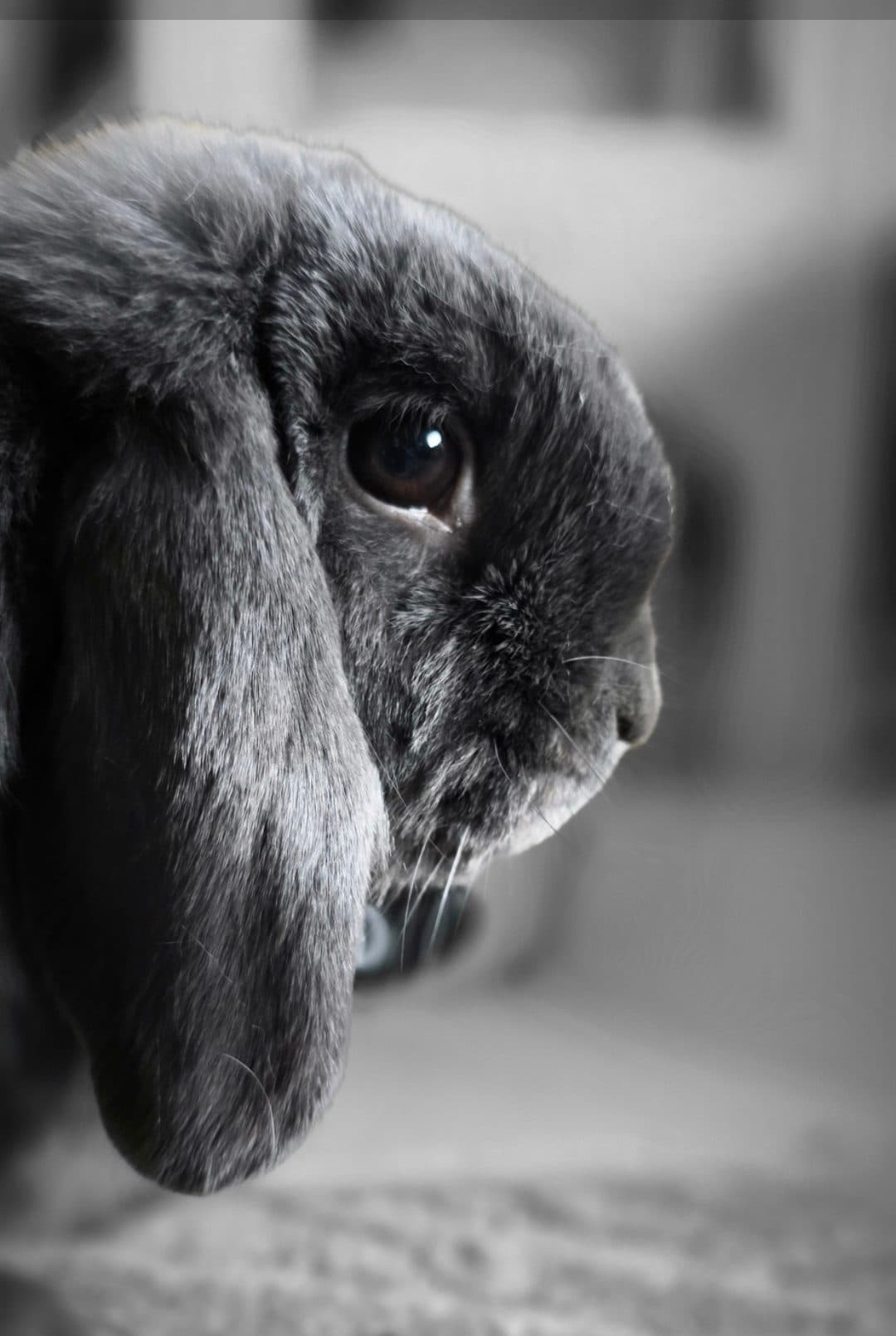 Mochi, a gray lop rabbit, in profile and close enough to count whiskers